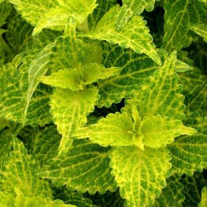 Coleus Sunfighter® 'Electric Lime' Plug Plants Pack x6