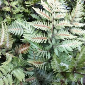 Hardy Fern Athyrium Niponicum Metallicum LARGE Plug Plants Pack x6