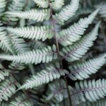 Hardy Fern Athyrium Niponicum Metallicum LARGE Plug Plants Pack x6