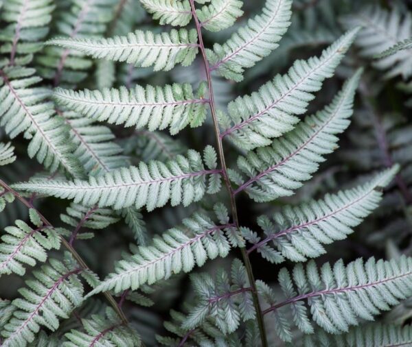 Hardy Fern Athyrium Niponicum Metallicum LARGE Plug Plants Pack x6