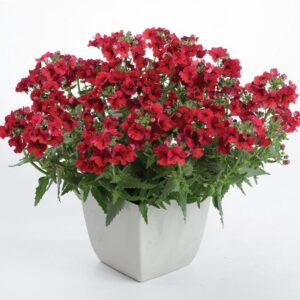 Nemesia Sunmesia™ 'Dark Red' Plug Plants Pack x6