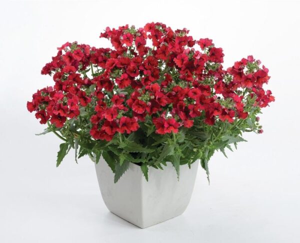 Nemesia Sunmesia™ 'Dark Red' Plug Plants Pack x6
