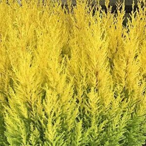 Conifer Cupressus ‘Goldcrest’ (LARGE) Plug Plants Pack x6