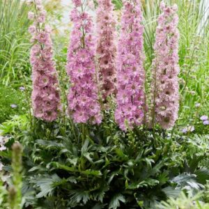 Delphinium Delgenius Juliette LARGE Plug Plants Pack x3