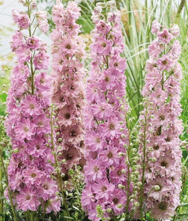 Delphinium Delgenius Juliette Plug Plants Pack x6