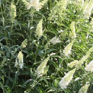 Buddleja Butterfly Candy 'Little Ruby' LARGE Plug Plants Pack x3