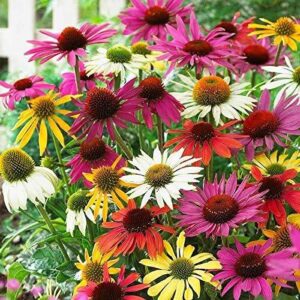 Echinacea 'Mixed' Perennial XXL Supersize Plug Plants Pack x3