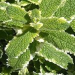 Pineapple Mint Garden Herb Garden XXL Supersize Plug Plants Pack x3