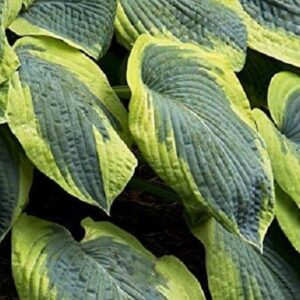 Hosta Sieboldiana Francis Williams Plug Plants Pack x6