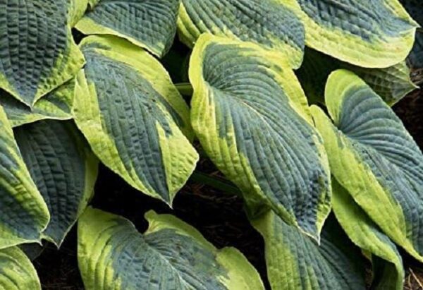 Hosta Sieboldiana Francis Williams Plug Plants Pack x6