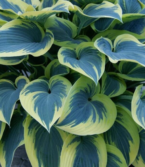 Hosta x Hybrida First Frost Plug Plants Pack x6