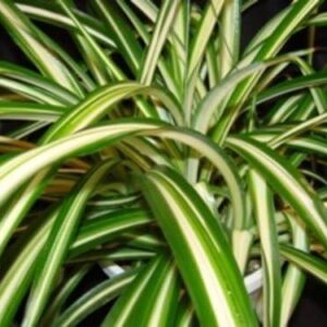 Chlorophytum 'Spider Plant' Summer Basket / Houseplants Plug Plants Pack x6