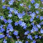 Lithodora Diffusa 'Heavenly Blue' Perennial Garden Rockery Plug Plants Pack x6