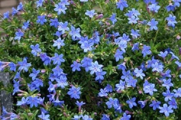 Lithodora Diffusa 'Heavenly Blue' Perennial Garden Rockery Plug Plants Pack x6