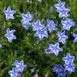Lithodora Diffusa Blue Star Perennial Garden Alpine Plug Plants Pack x6