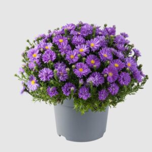 Aster Alpha® Dark Purple Launch Perennial Plug Plants Pack x6