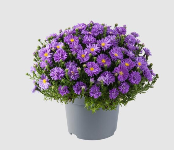 Aster Alpha® Dark Purple Launch Perennial Plug Plants Pack x6