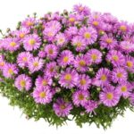 Aster Alpha® Light Pink Perennial Plug Plants Pack x6