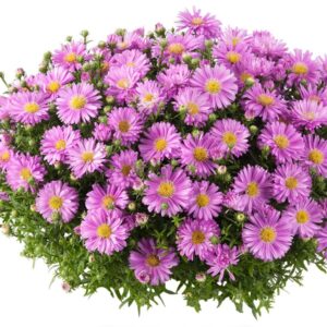 Aster Alpha® Light Pink Perennial Plug Plants Pack x6