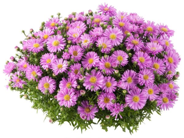 Aster Alpha® Light Pink Perennial Plug Plants Pack x6