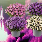 Aster Alpha® Light Pink Perennial Plug Plants Pack x6