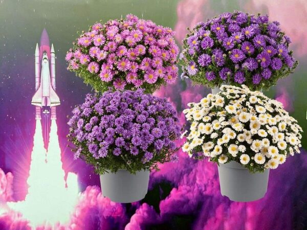 Aster Alpha® Light Pink Perennial Plug Plants Pack x6
