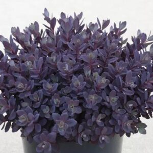 Sedum SunSparkler® Plum Dazzled LARGE Plug Plants Pack x6