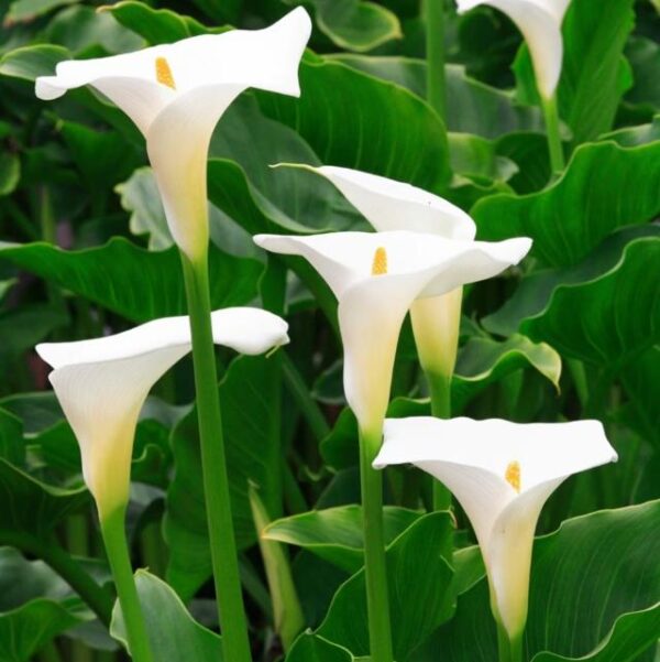 White Calla Aethiopica 'Arum lily' XXL Plug Plants Pack x3