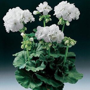 Zonal Geranium Classic 'White' 9cm Pot Plants Pack x3