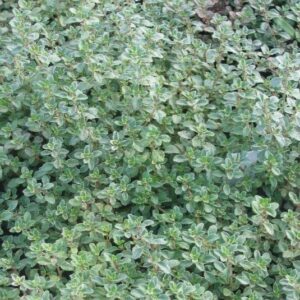 Creeping Thyme 'Silver Posie' Perennial Garden Herb Plug Plants Pack x6