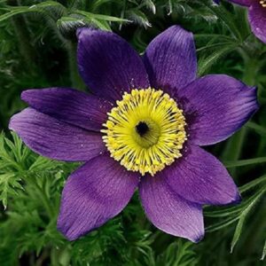 Pulsatilla Vulgaris Pulsar Blue-Violet Perennial LARGE Plug Plants Pack x6