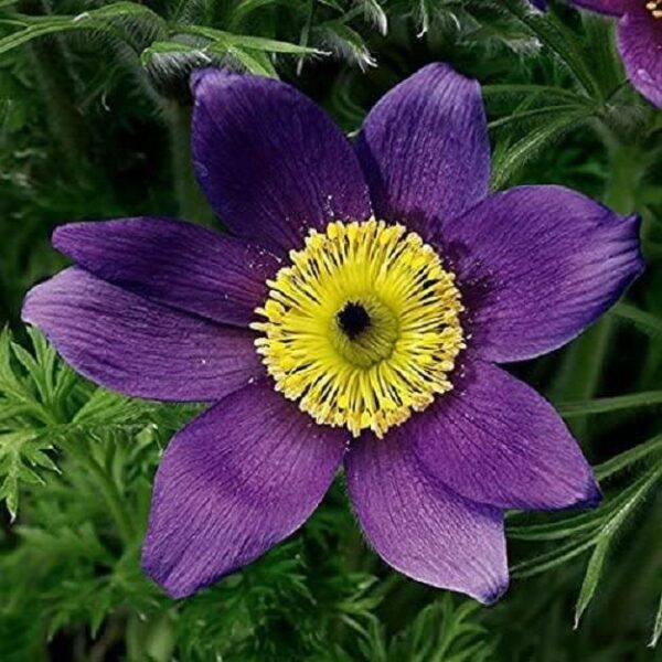 Pulsatilla Vulgaris Pinwheel™ Blue-Violet Perennial LARGE Plug Plants Pack x6