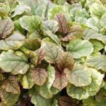 Ajuga Reptans 'Golden Beauty' Perennial Plug Plants Pack x6