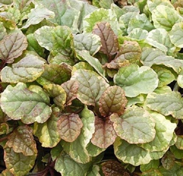 Ajuga Reptans 'Golden Beauty' Perennial Plug Plants Pack x6