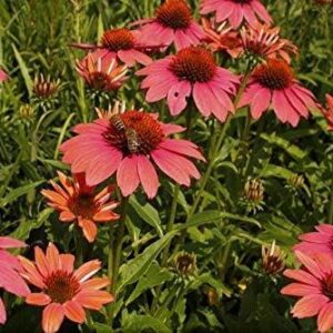 Echinacea (Coneflower) Papallo® Dragon Fruit Perennial Plug Plants Pack x6