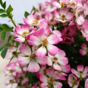 Rose (alpina) Cutie Pie 9cm Pot Plants Pack x3 Patio/Ground Cover