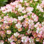 Rose (alpina) Cutie Pie 9cm Pot Plants Pack x3 Patio/Ground Cover