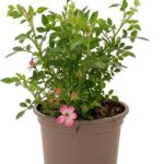 Rose (alpina) Cutie Pie 9cm Pot Plants Pack x3 Patio/Ground Cover