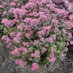 Sedum ‘Double Martini’ Plug Plants Pack x6