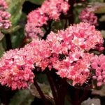 Sedum ‘Double Martini’ Plug Plants Pack x6