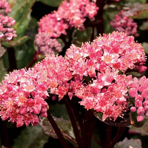 Sedum ‘Double Martini’ Plug Plants Pack x6