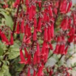 Phygelius Colourburst™ Deep Red Plug Plants LARGE Pack x6