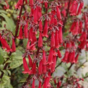 Phygelius Colourburst™ Deep Red Plug Plants LARGE Pack x6