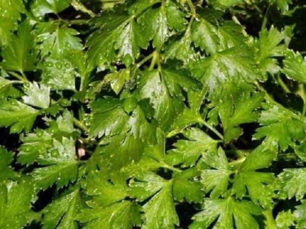 Parsley 'Flat Italian' Garden Herb XXL Supersize Plug Plants Pack x3