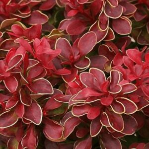 Berberis Thunbergii 'Chiquita' 9cm Pot Shrub Pack x1