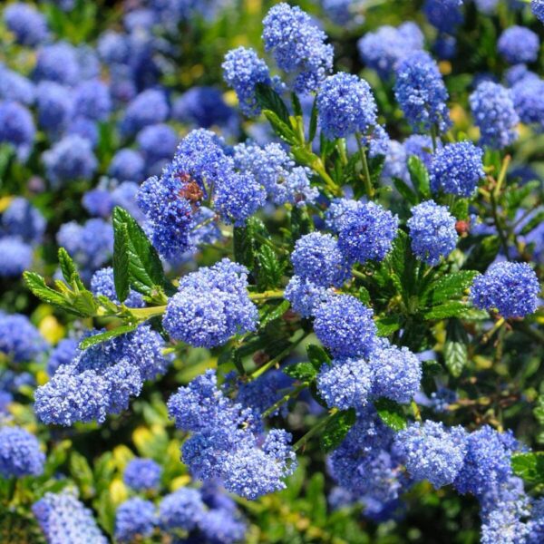 Ceanothus 'Concha' Californian Lilac 9cm Pot Shrub Pack x1