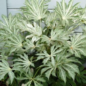 Fatsia Japonica 'Spider's Web' 9cm Pot Shrub Pack x1