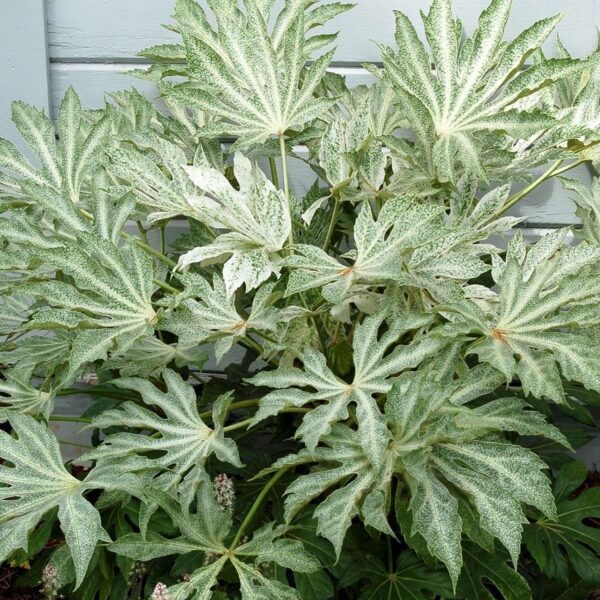 Fatsia Japonica 'Spider's Web' 9cm Pot Shrub Pack x1