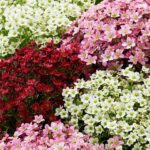 Saxifraga 'Mixed' Alpine Rockery Perennial Plug Plants Pack x6