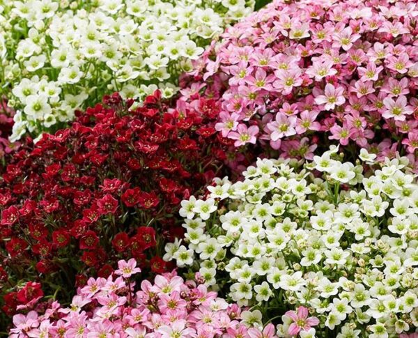 Saxifraga 'Mixed' Alpine Rockery Perennial Plug Plants Pack x6